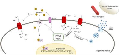 TRP Channels as Potential Targets for Sex-Related Differences in Migraine Pain